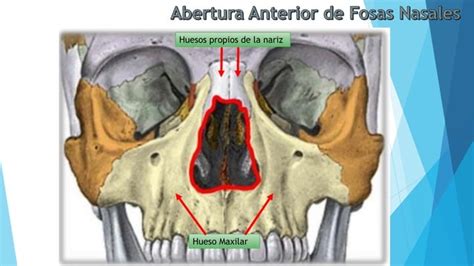 Atlas Regiones Profundas De Cara PPT