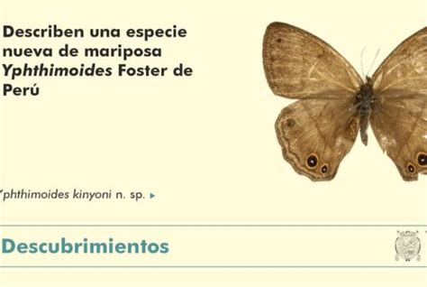 Fabuloso Descubren Una Nueva Especie De Mariposa En Santuario