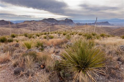 Premium Photo Chihuahuan Desert Landscape Big Bend Np Tx Usa