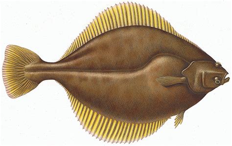 Flounder Fish Nutrition Facts And Health Benefits Global Seafoods