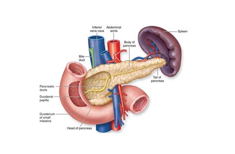 Pancreas Diabetes Diagram