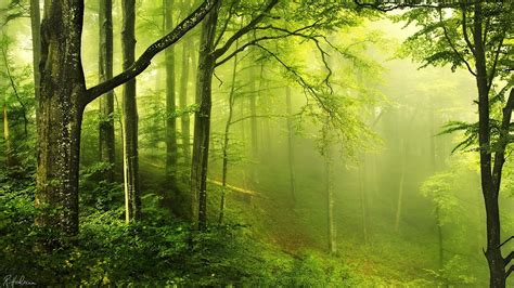 Sunlight Forest Nature Green Morning Mist Wilderness Jungle