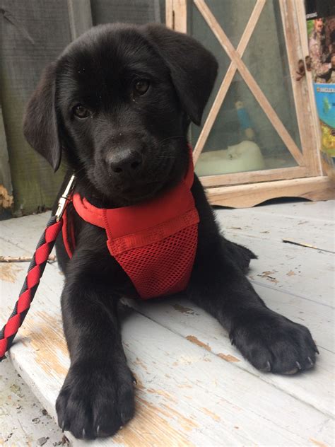 Black Lab Puppy 9 Weeks