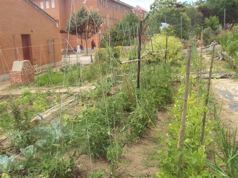 Tutores Para Las Tomateras En Torno Al Huerto