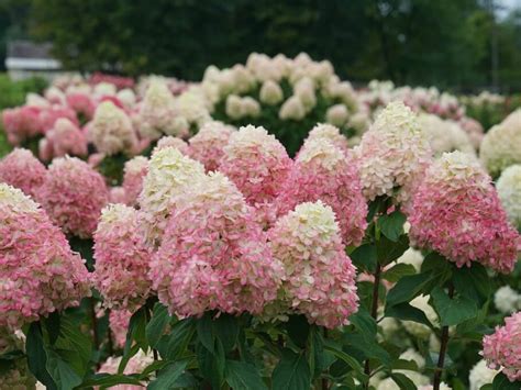 Hydrangea Panicle Limelight Prime Campbell S Nursery