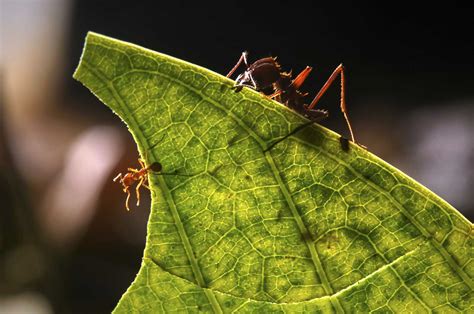 Amazon Rainforest Insects Photos Info Thinkjungle