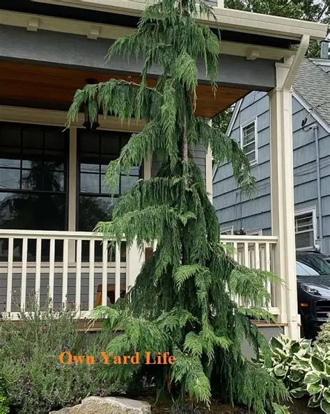 20 Dwarf Evergreen Trees With Pictures Names Own Yard Life