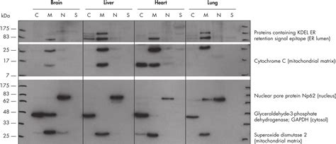 Qproteome Cell Compartment Kit