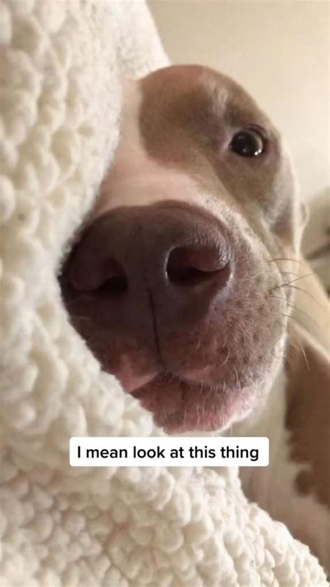 Pitbull | Very cute dogs, Cute baby animals, Cute funny dogs