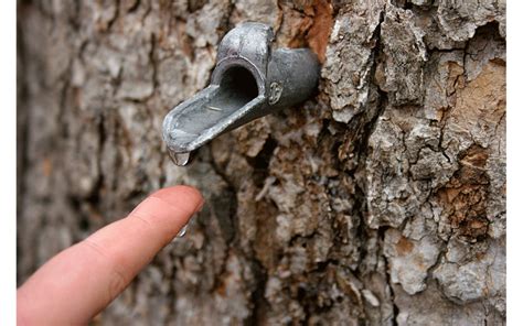 Maple Tree Sap