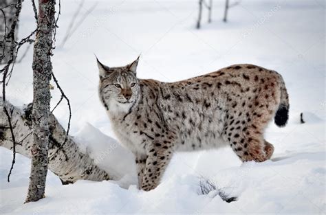 A Swedish Lynx Stock Photo By ©cjdahl 91553052