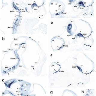 Hybridization Of Digoxigenin Dig Labeled Gad Probe On Cross