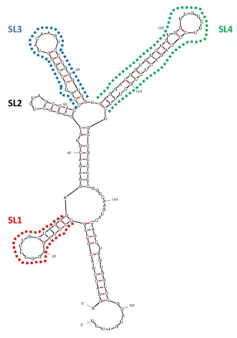 Viruses Free Full Text The Impact Of Deleting Stem Loop Of