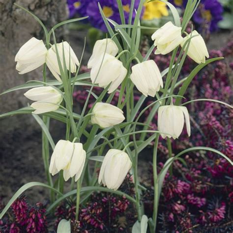 Fritillaria Meleagris Alba Bulbs Buy Online Boston Bulbs