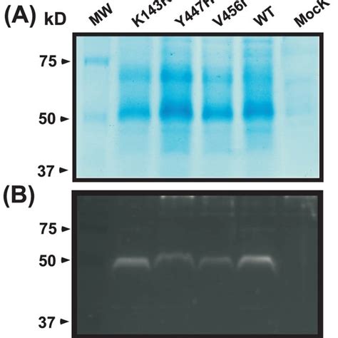 A Sds Polyacrylamide Gel Electrophoresis Analysis P Pastoris Download Scientific Diagram