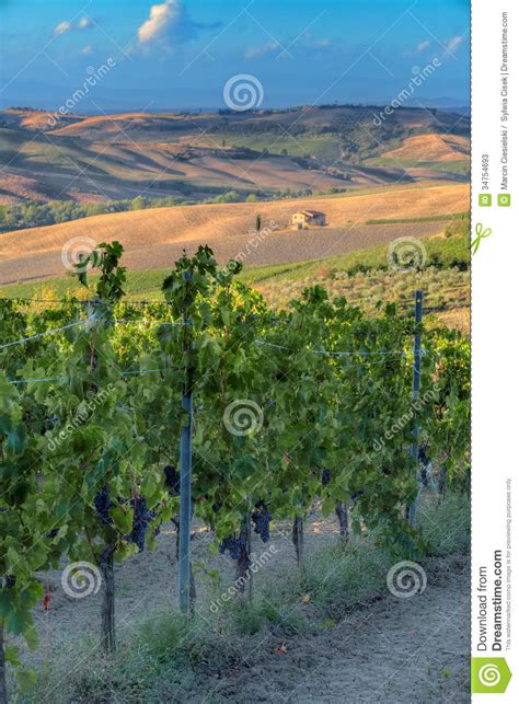 Vineyards in Tuscany stock image. Image of view, italy - 34754693