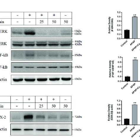 Effects Of Curcumin On Hepatic ERK NF KB And COX 2 Protein Expression