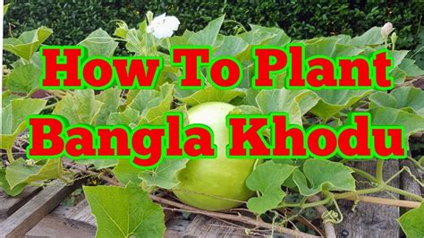 How To Grow Bottle Gourds Grow Bangla Kodu Part 1 Youtube