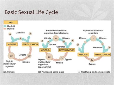 Ppt Meiosis And Sexual Reproduction Powerpoint Presentation Id2346539