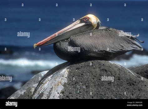 América del Sur Ecuador Islas Galápagos vida silvestre aves