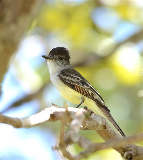 Myiarchus 5 Stolid Flycatcher Myiarchus Flycatchers Are Flickr