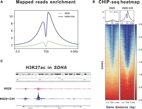 Enrichment Of H K Acetylation Of Sdha Was Raised By Chidamide In Mm