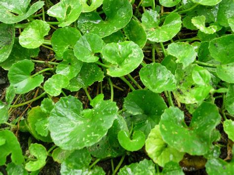 FLORA INDONESIA Botanical Survival PEGAGAN Centella Asiatica L