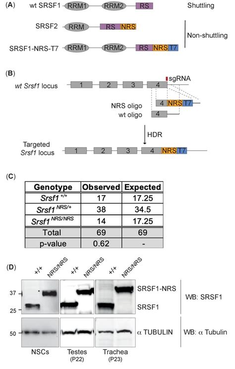 Nucleo-cytoplasmic shuttling of splicing factor SRSF1 is required for ...