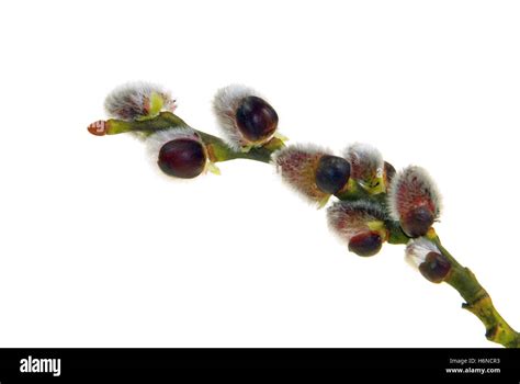 Pussy Willow Catkin 09 Stock Photo Alamy