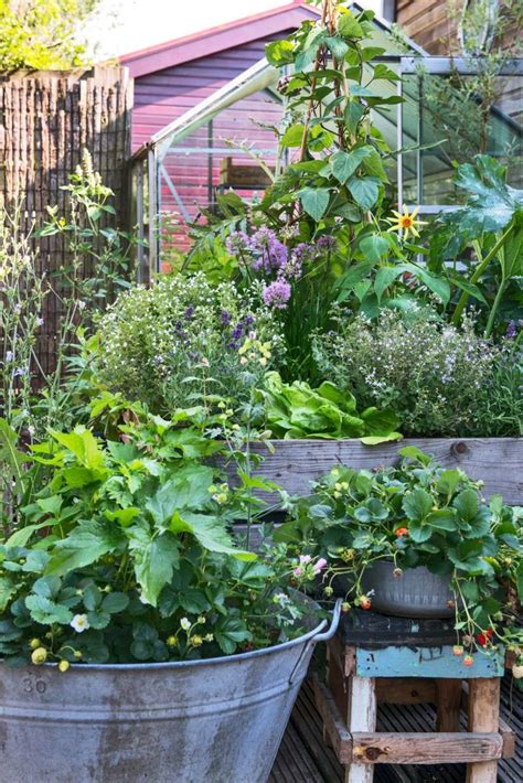 Kruiden Planten Zoals Basilicum In Potten En Bakken Seasons