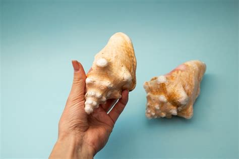 Premium Photo A Girl Holding A Seashell In Her Hand