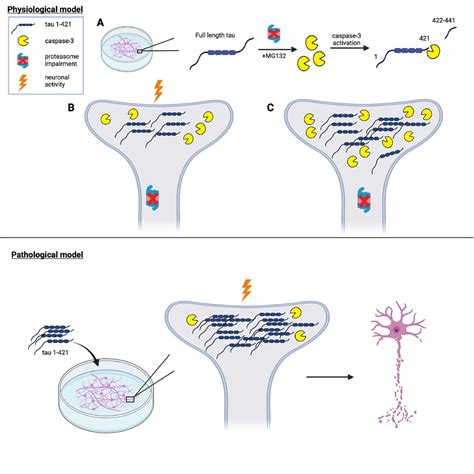 Activity Dependent Tau Cleavage By Caspase Promotes Neuronal