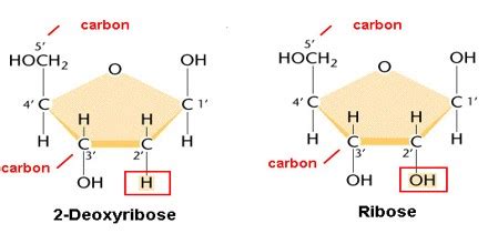 Difference between Deoxyribose and Ribose - Zoefact