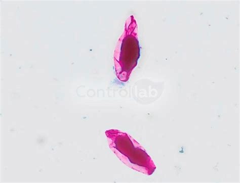 Parasitology Ii Controllab