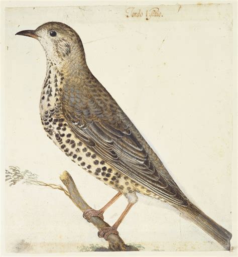 Vincenzo Leonardi 1589 90 1646 Mistle Thrush Turdus Viscivorus L 1758