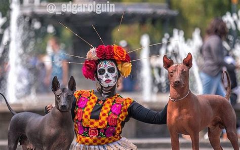 Xoloitzcuintle El Gu A Hac A La Ciudad De Los Muertos El Heraldo De