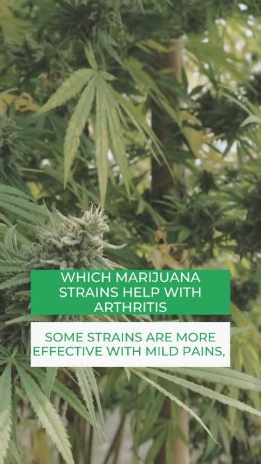 Determining The Sex Of Your Cannabis Plants Artofit