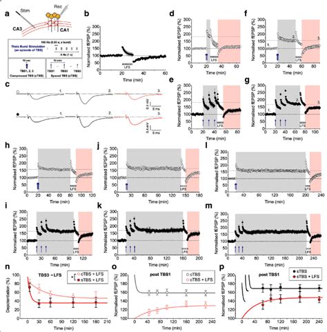 Distinct Depotentiation Of Ltp Induced By Compressed Versus Spaced