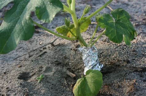 Comment Utiliser Le Papier Aluminium Au Jardin Pour Prot Ger Les