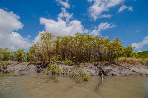 Projeto refloresta manguezais amazônicos impacto positivo para 42