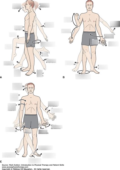 Anatomical movements Diagram | Quizlet