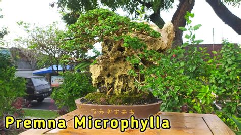 Inspirasi Bonsai Sancang Diatas Batu Premna Microphylla Youtube