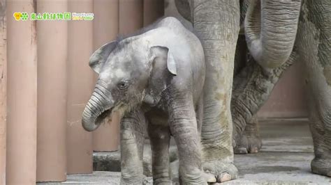 【東山動植物園公式】アジアゾウの赤ちゃん成長記（23）運動場に出る練習をしていました《 アジアゾウ ゾウ 》 Youtube