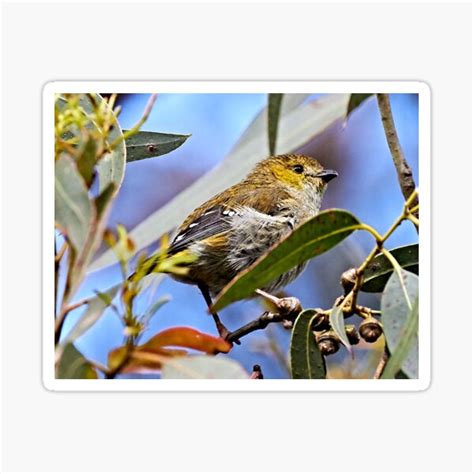 Forty Spotted Pardalote Rare And Endangered Sticker For Sale By