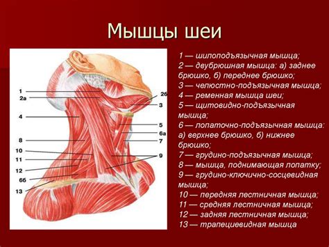 Скелет человека с мышцами и сухожилиями фото с описанием