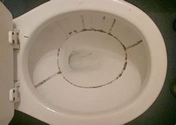 What You Should Know about Black Mold in Toilet | Mold Cleans