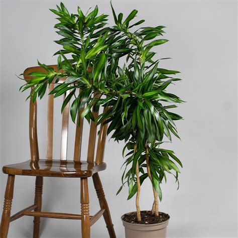 Dracaena Reflexa Song Of Jamaica L Tropical Plants Uk