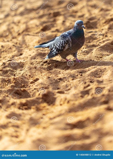 Pomba Que Anda Na Areia Foto De Stock Imagem De Cidade