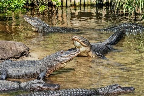 15 cosas divertidas para hacer en St Augustine con niños actividades