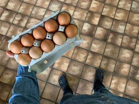 Novo Estudo Revela Se Comer Muitos Ovos Por Dia Faz Mal Ao Cora O